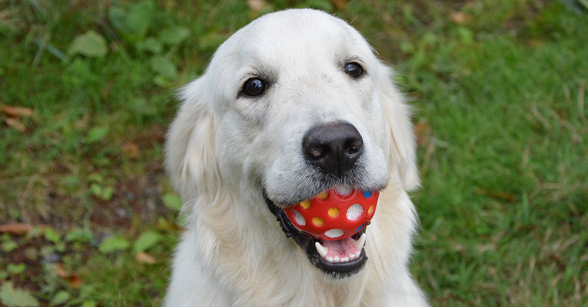 train golden retriever drop it