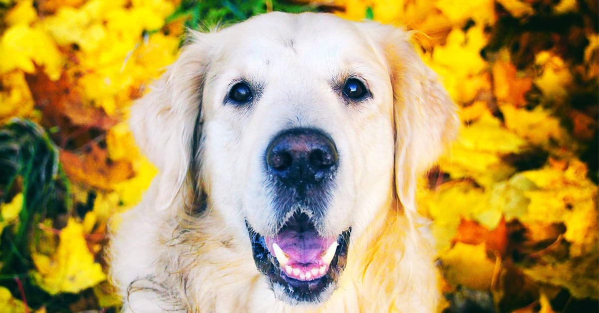 golden retriever health issues