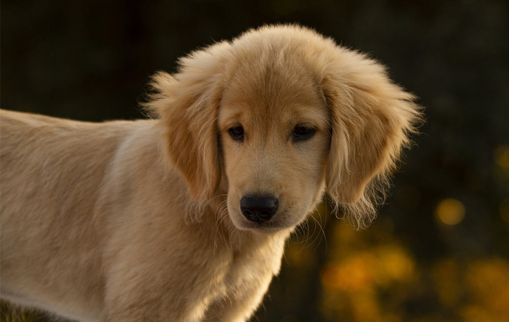 golden retriever puppy smart