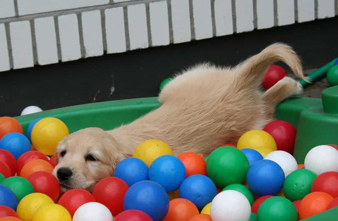 golden retriever puppy training