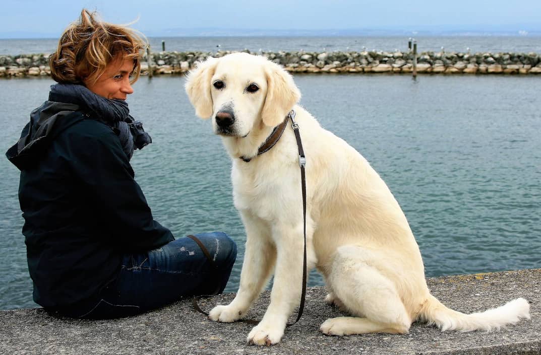 golden retriever sitting