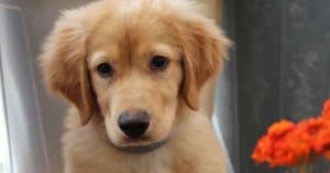 how to train golden retriever puppy