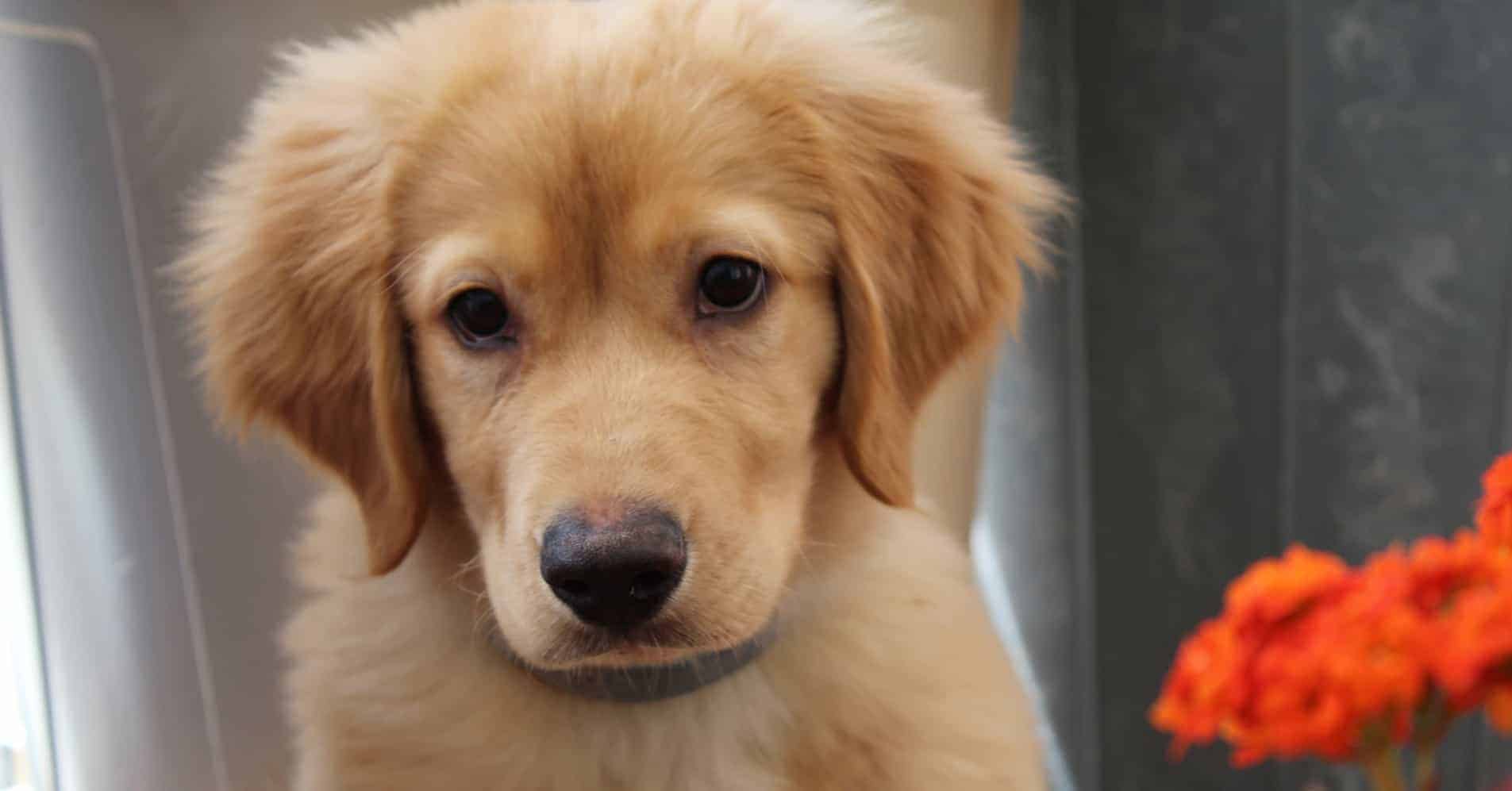 how to train golden retriever puppy