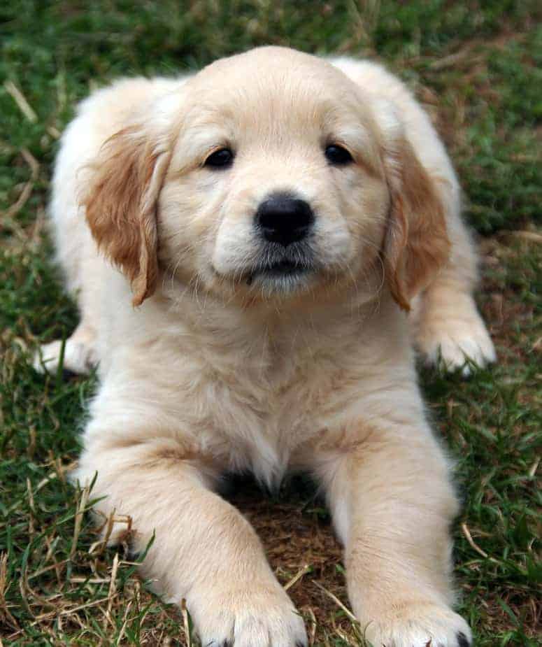 when to traing golden retriever puppy