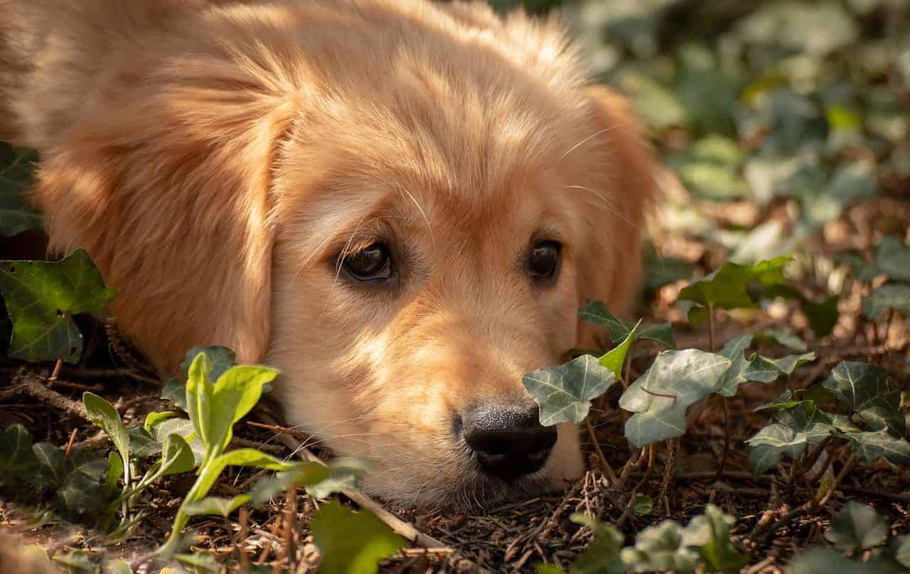 golden retriever first day