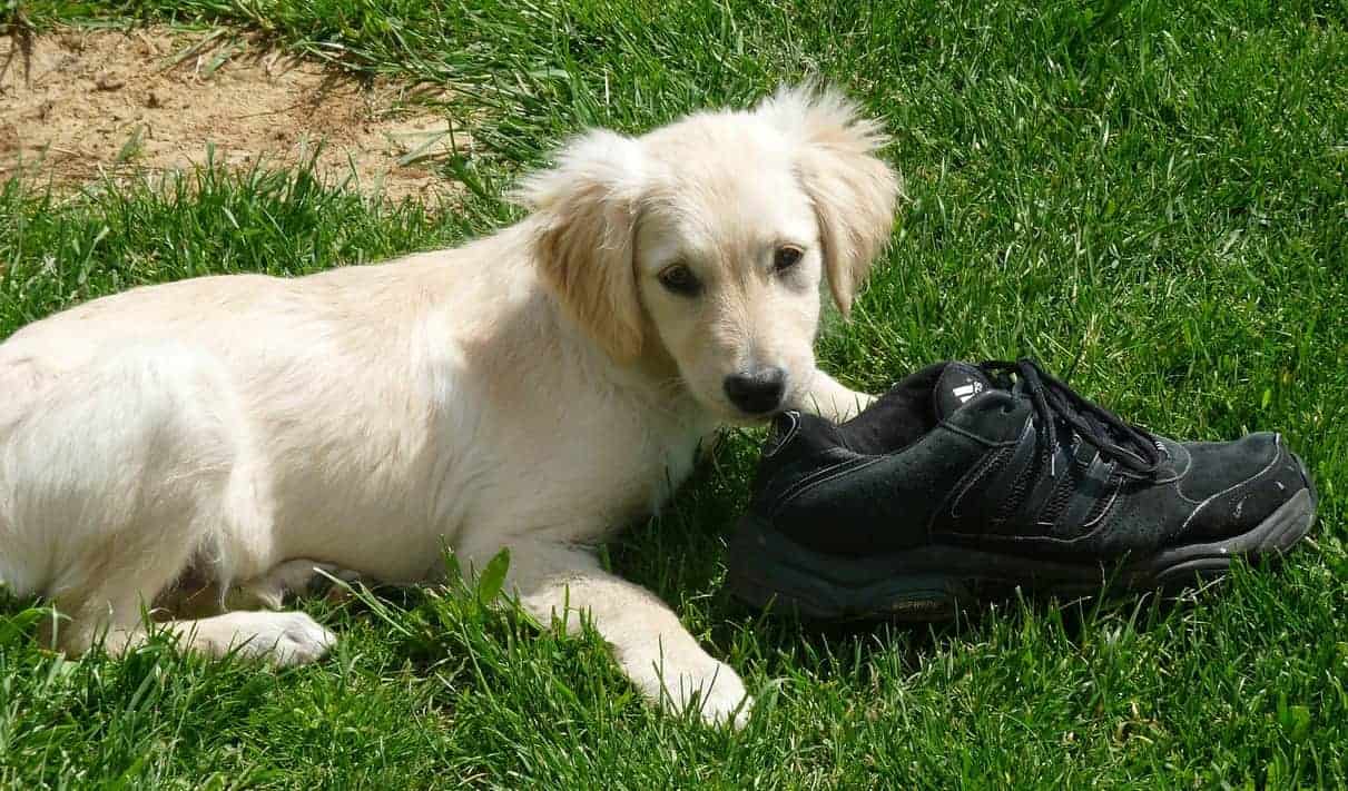 golden retriever puppy chewing shoe
