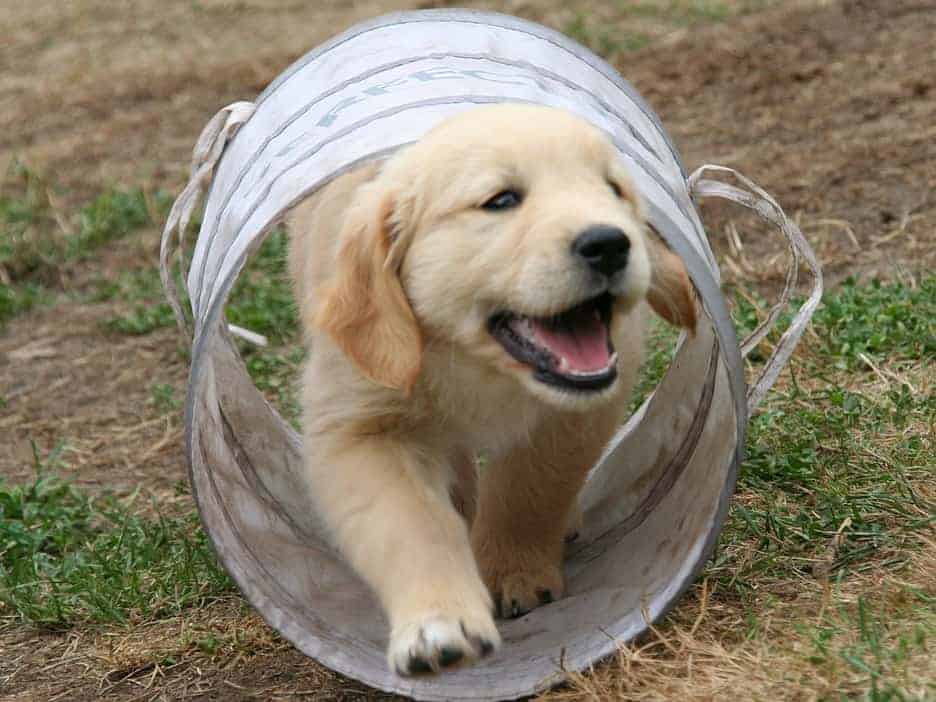 golden retriever puppy name