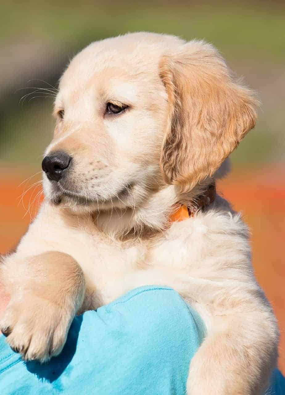 golden retriever puppy rescue