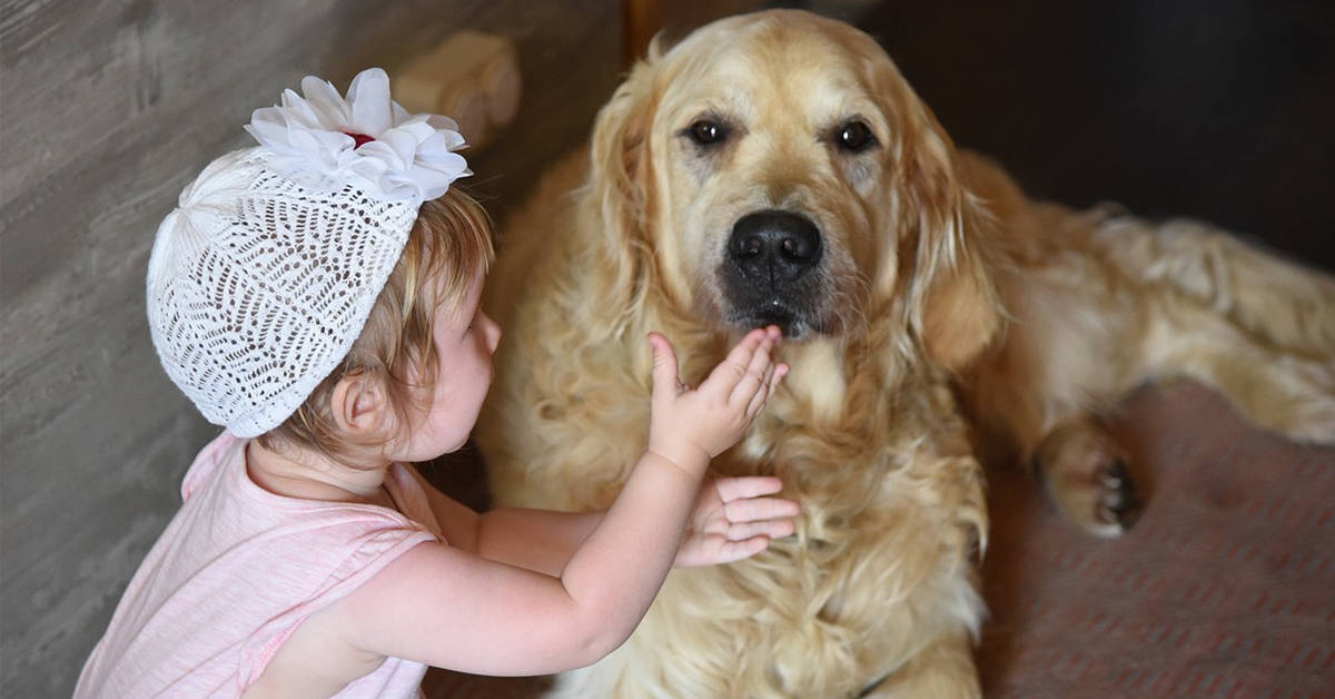 golden retrievers good with kids