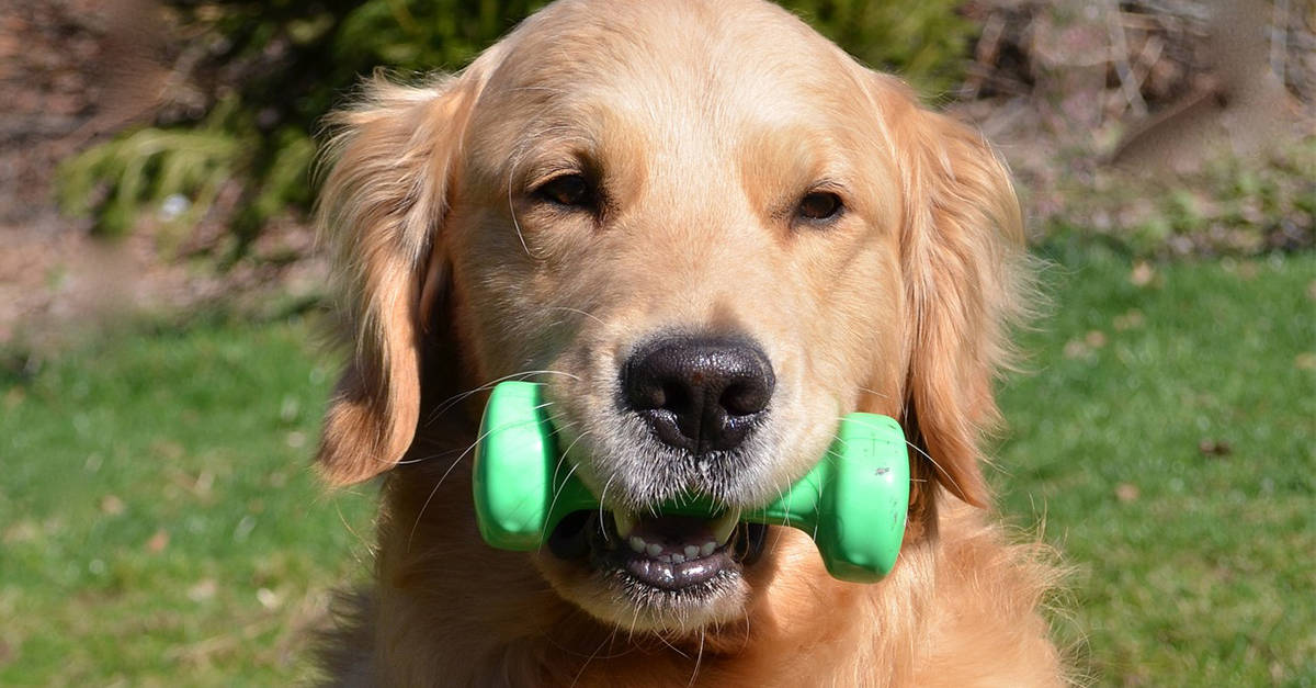 how much exercise golden retrievers need