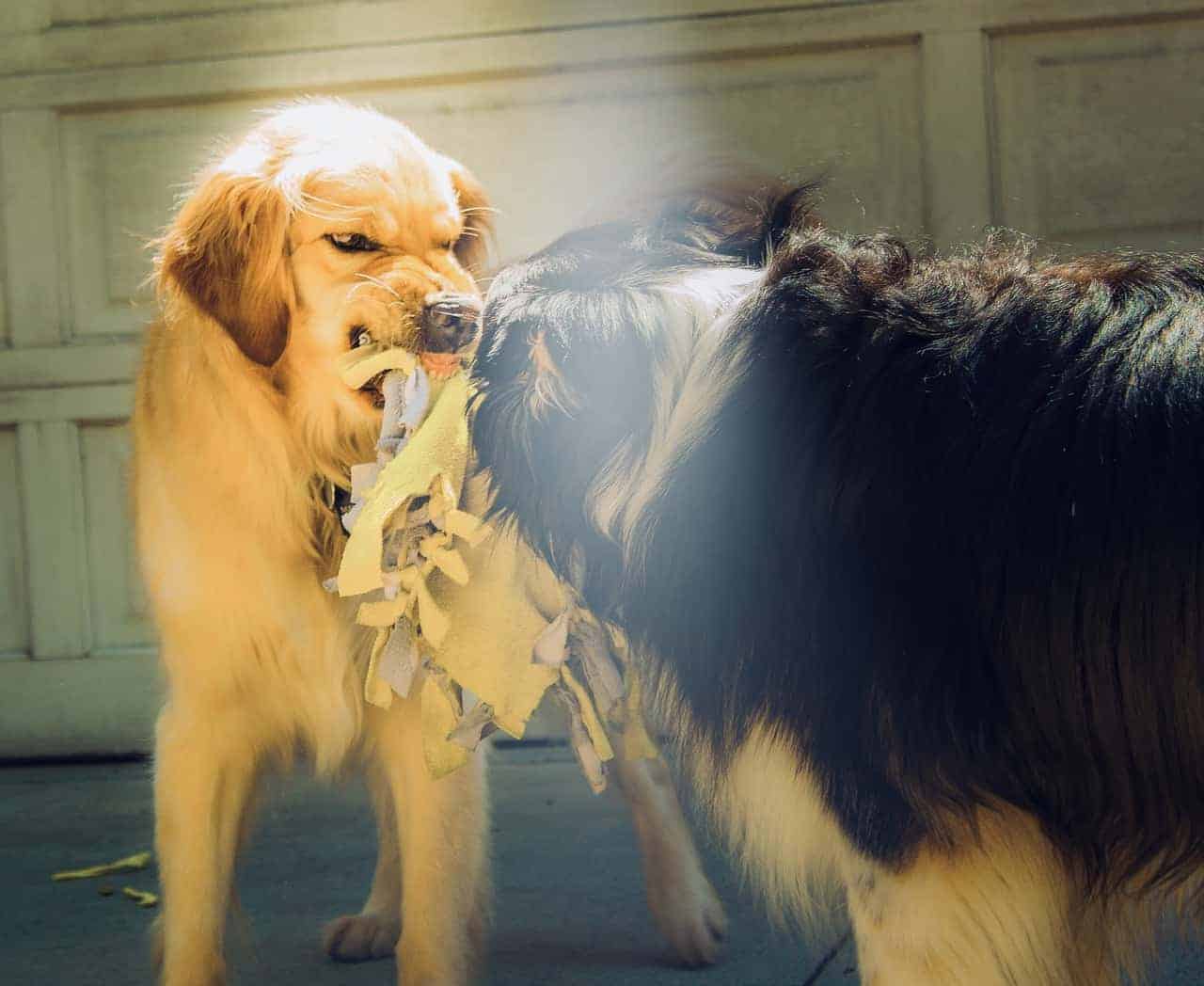 removing golden retriever temptation