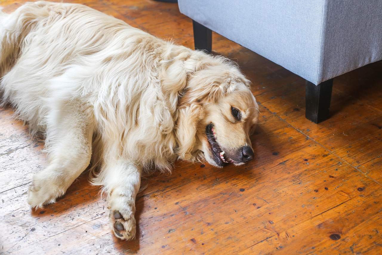 tired golden retriever is good golden retriever