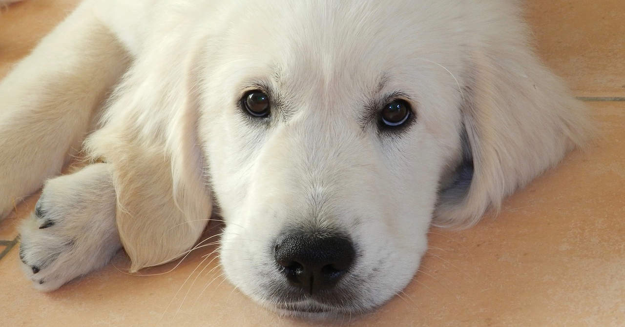 white golden retriever names