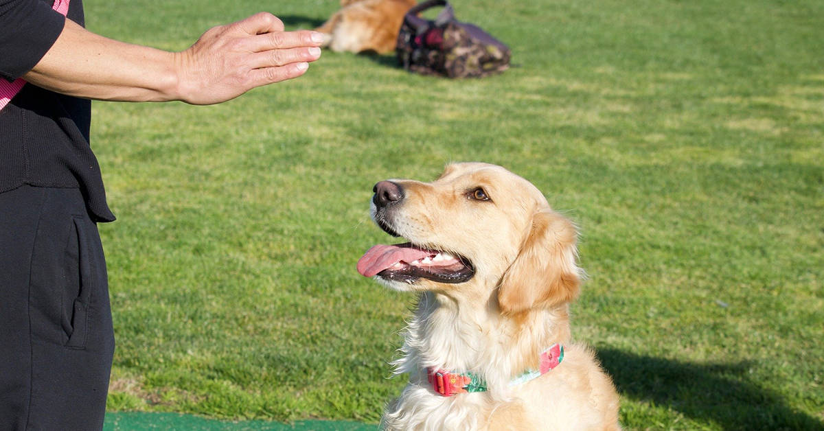 are golden retrievers easy to train