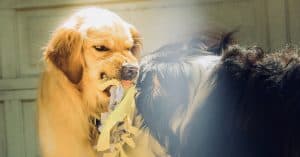 golden retriever aggression