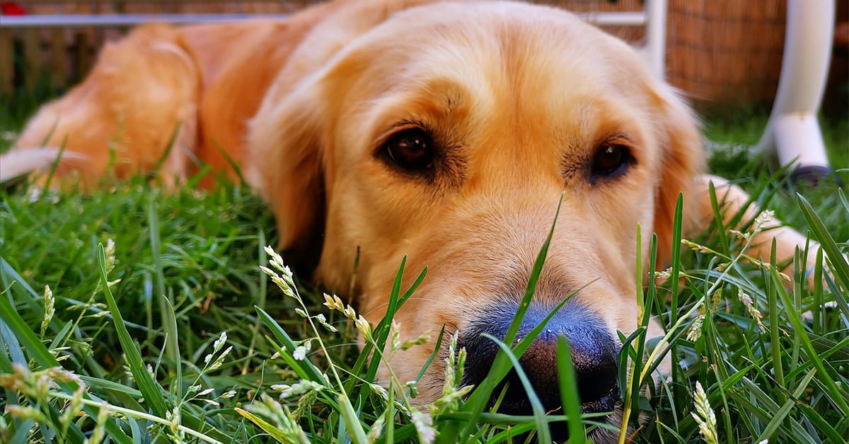 golden retriever pros and cons