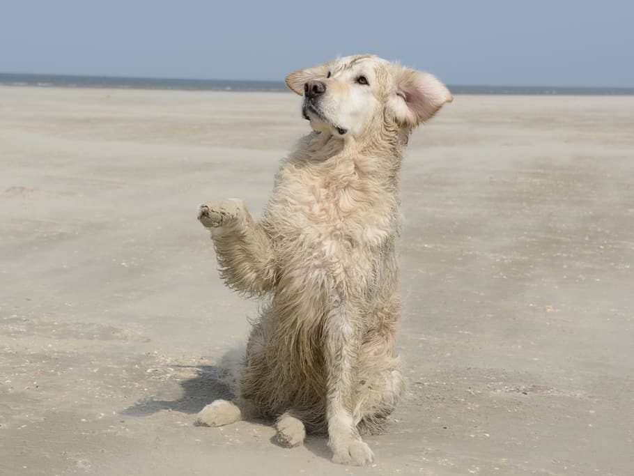 golden retrievers easy training