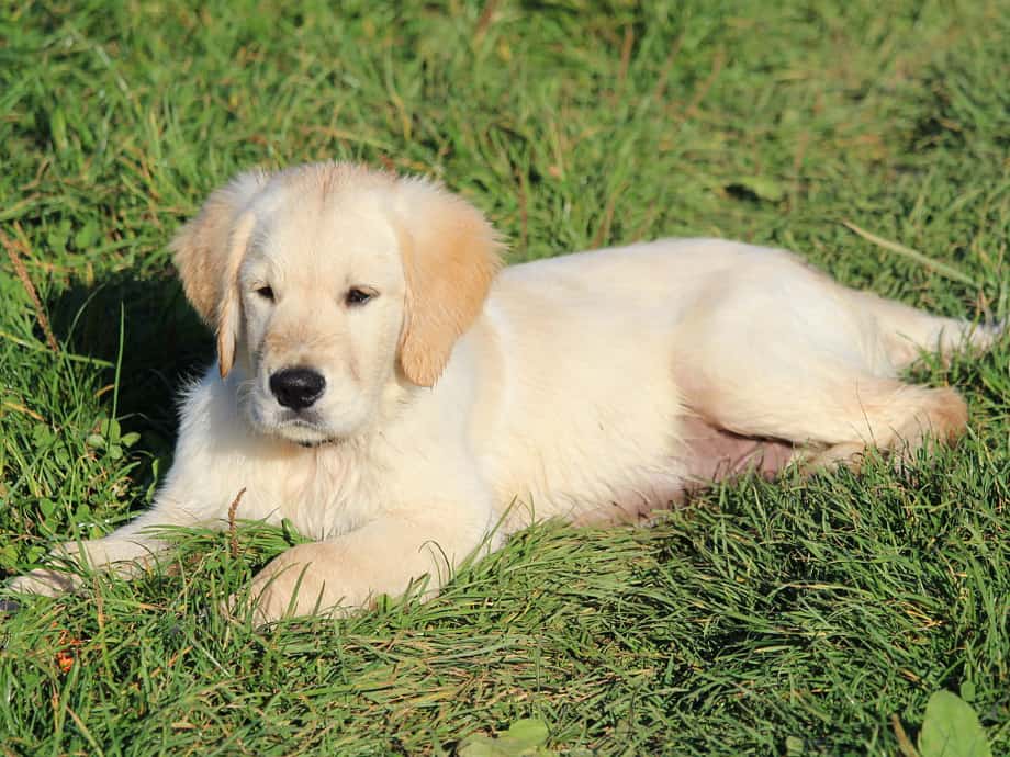golden retriever puppies easy training