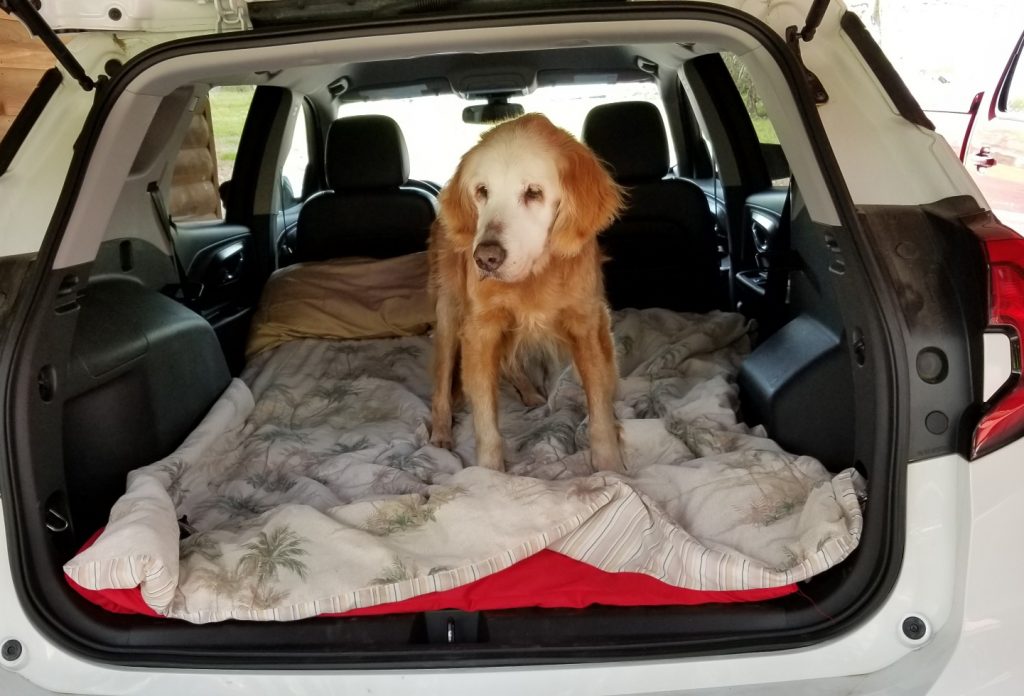 oldest living golden retriever