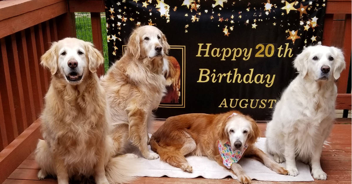 oldest golden retriever